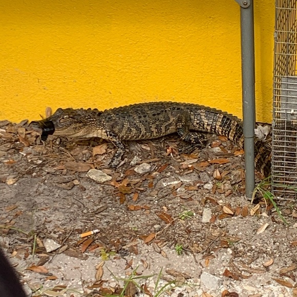 Meet your Posher, Ashley - Picture 1 of 1